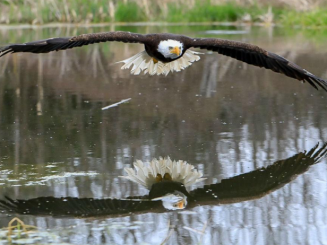 🦅águia🦅