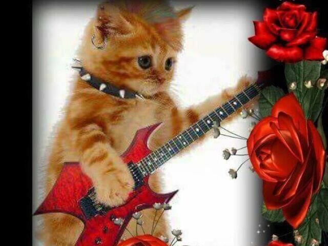 GATO ROCK !!1!