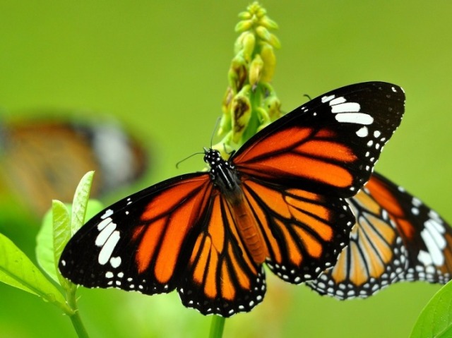 Borboleta, delicada e frágil