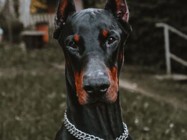 Doberman