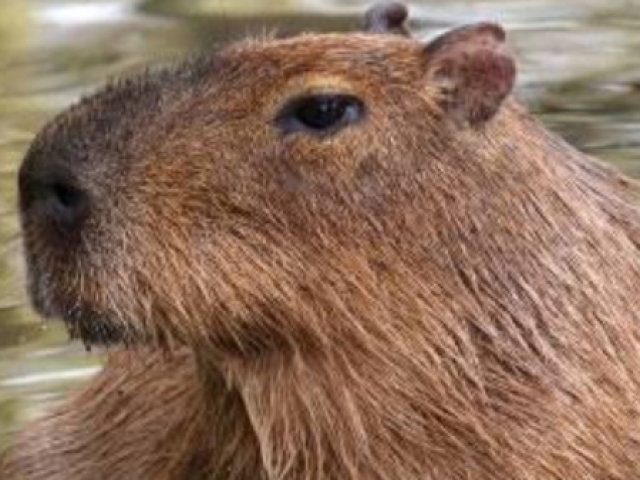 Capivara