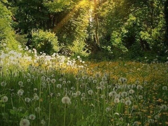 Cottagecore 🌻