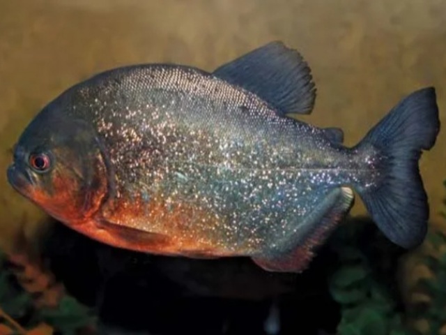 Piranha
