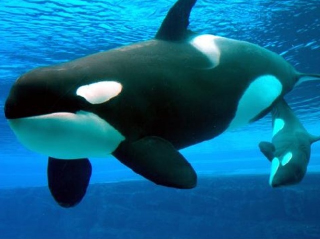 Orca