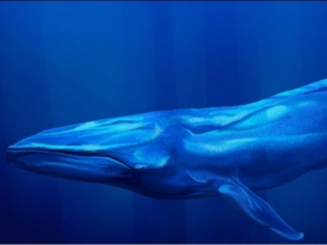 Baleia azul