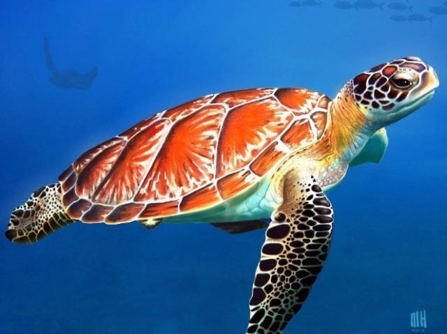 Tartaruga marinha