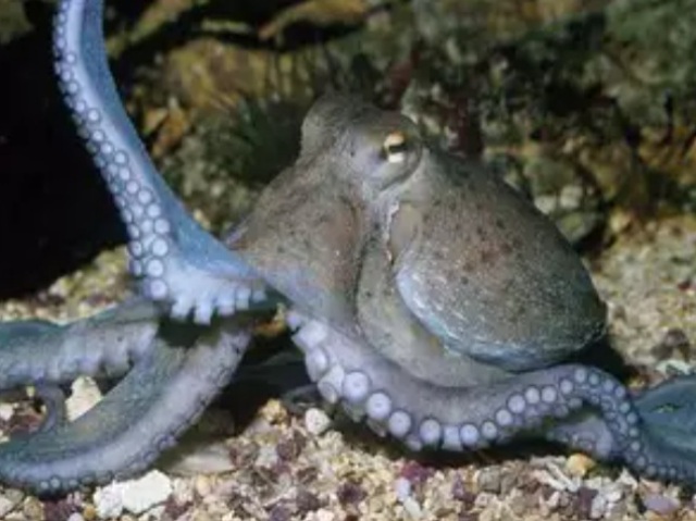 Polvo