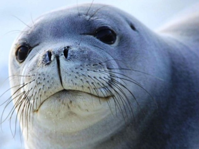 Foca