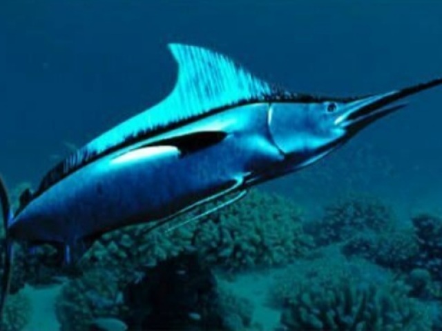 Peixe espada