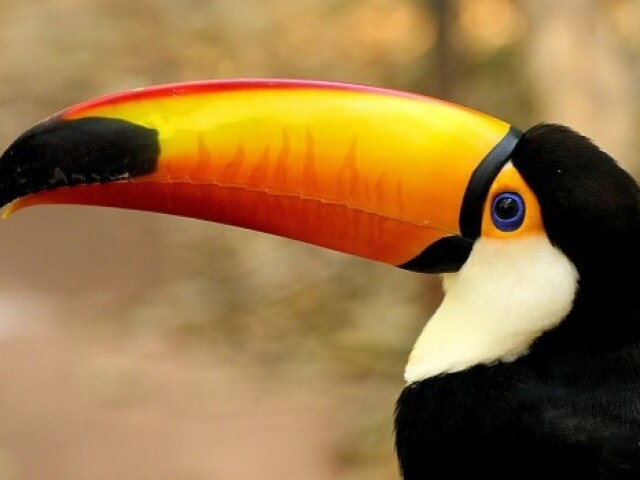 Tucano