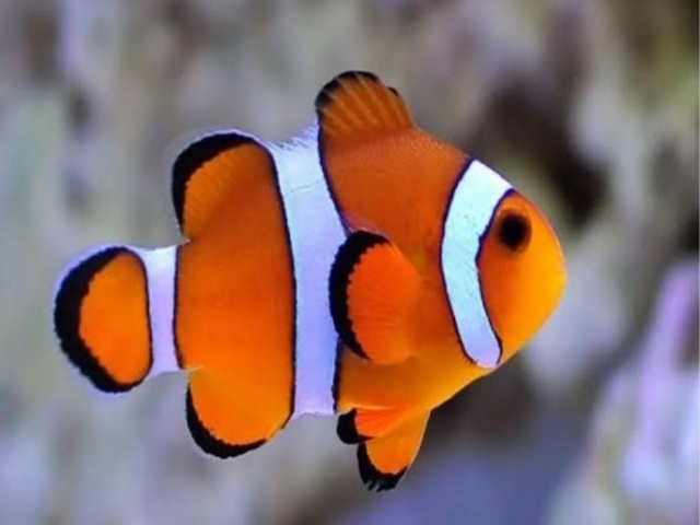 Peixe palhaço