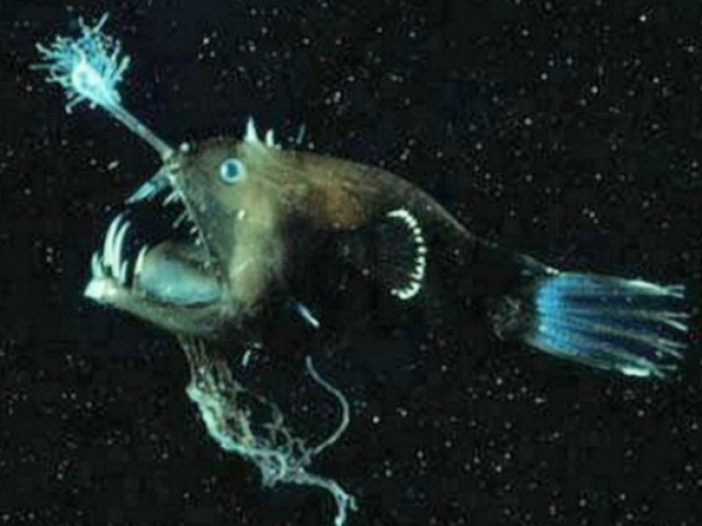 Peixe diabo