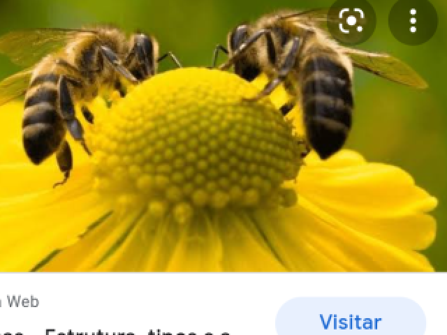 Abelha 🐝