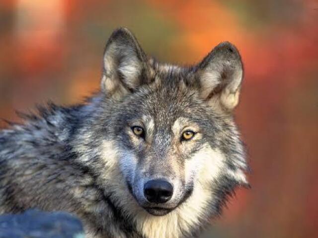Você seria um Lobo!
