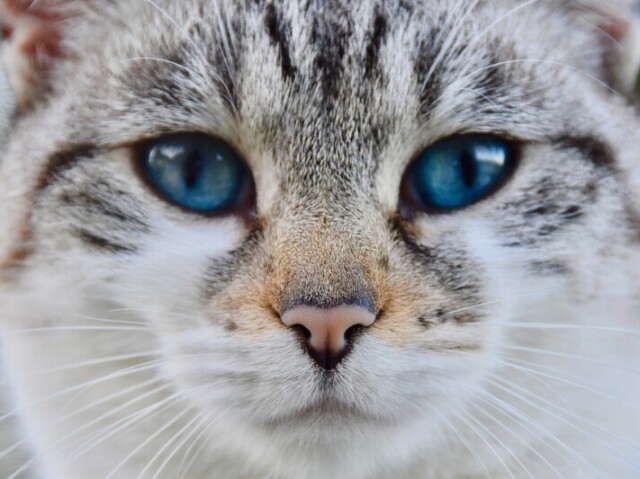 Que animal você seria?