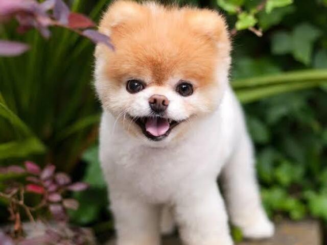 Você seria um Cachorro!
