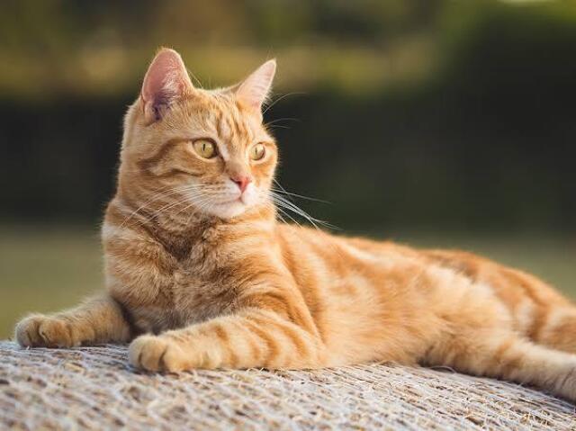 Você seria um Gato!