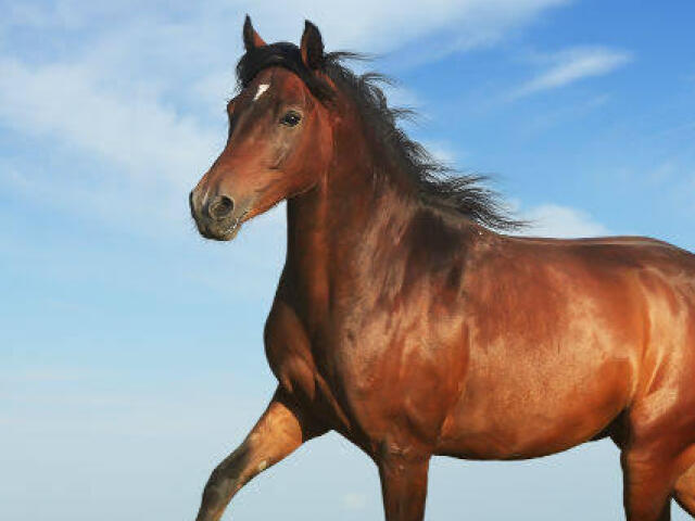 Você seria um cavalo!
