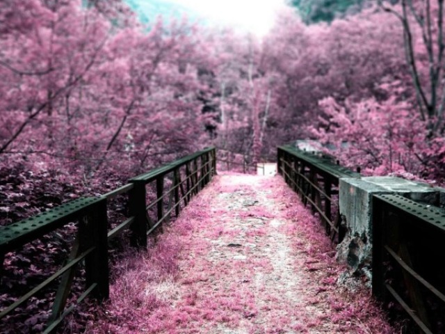 Uma paisagem calma com árvores de Sakuras