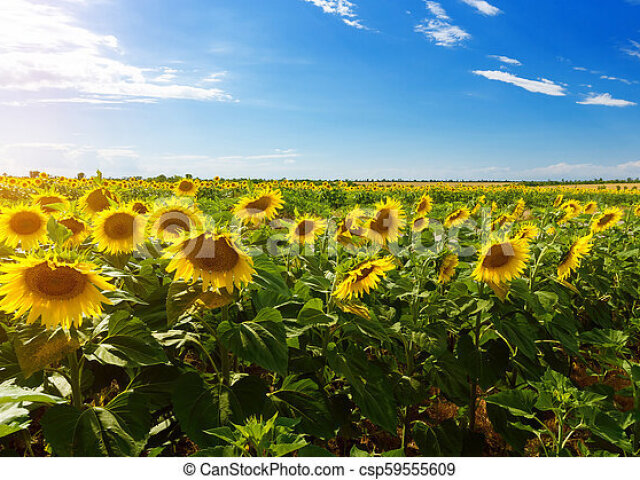 Uma paisagem divertida com um campo cheio de girassois