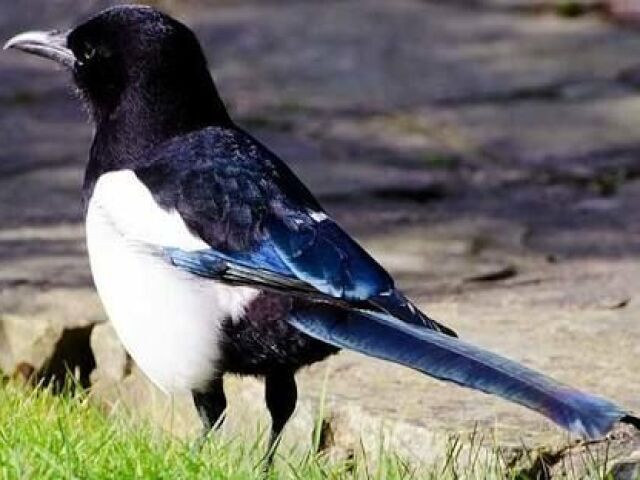 Magpie