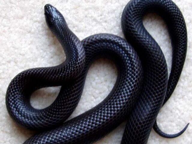 uma cobra, com certeza!