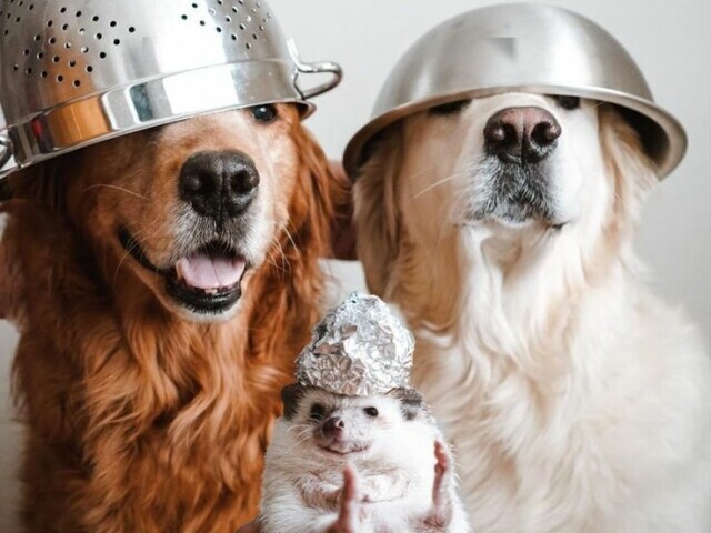 Acerte a raça de cachorro