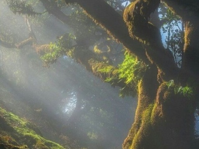essa floresta😨