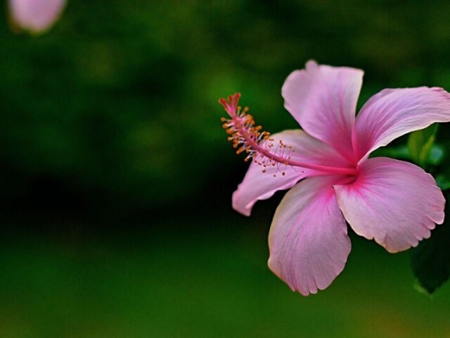 Respiração da Flor