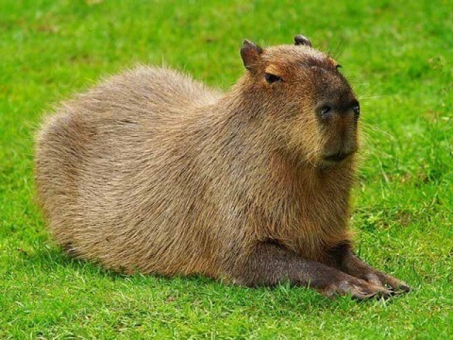 Capivara