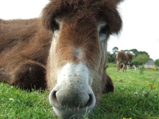 Orelhas de burro