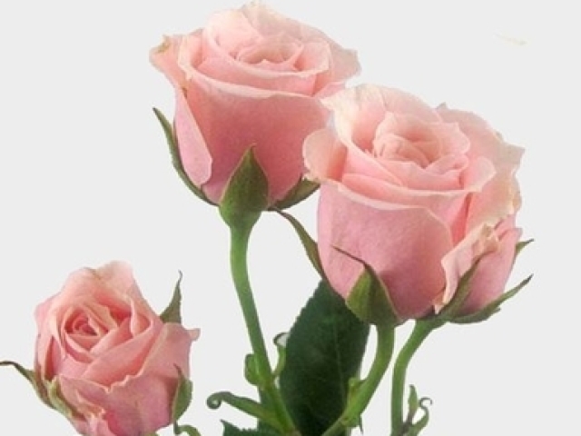 the pink :)