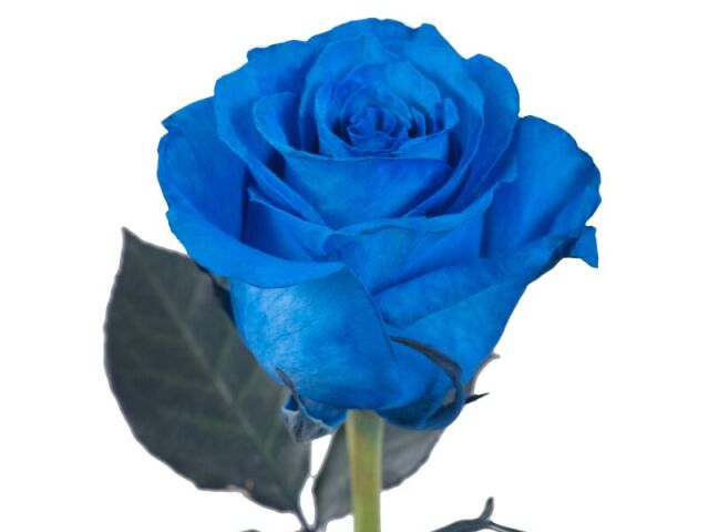 blue one :3