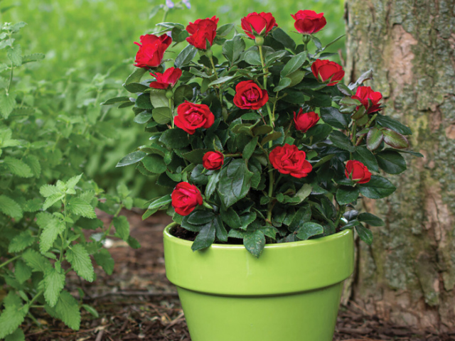 only potted, wild flowers should be left.