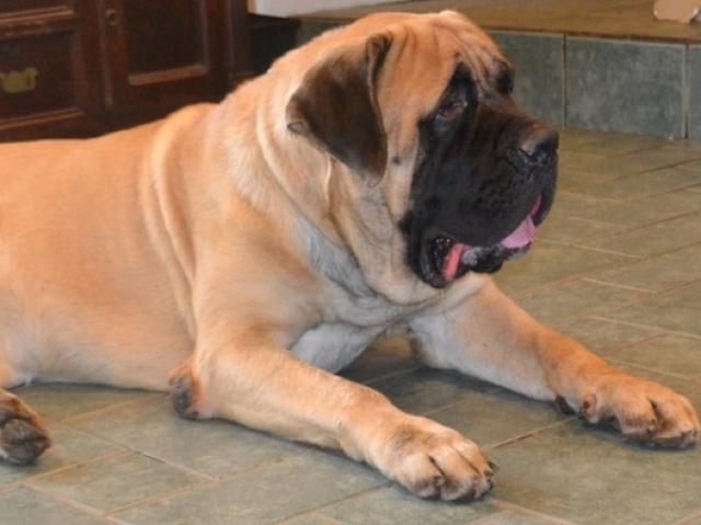 dog (mine hehehe)