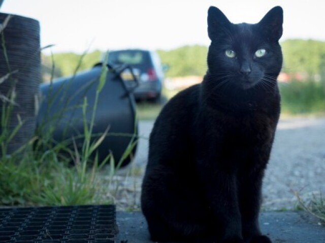 black cat :/