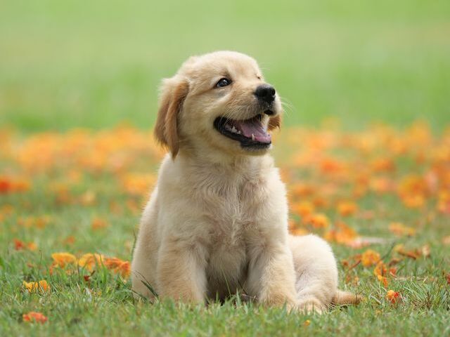 puppyyyy