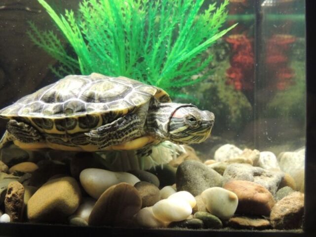 turtle/fish Un U