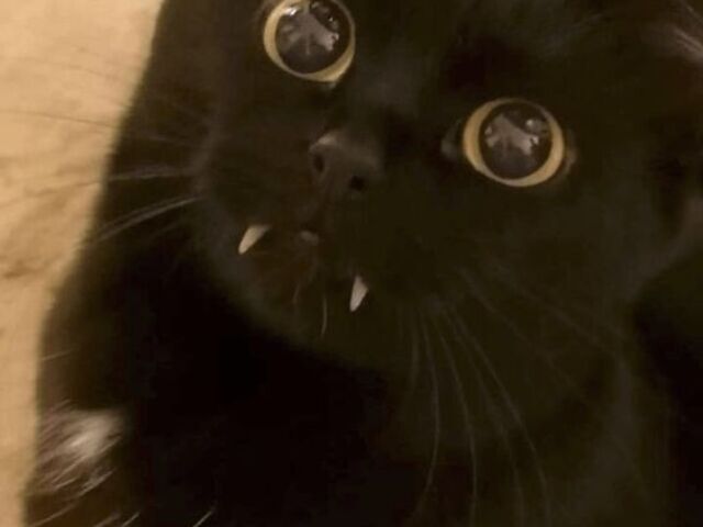 Gato Vampiro