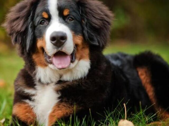 🦋Cães de pasto(Boder collie,collie,bernese e etc)🦋