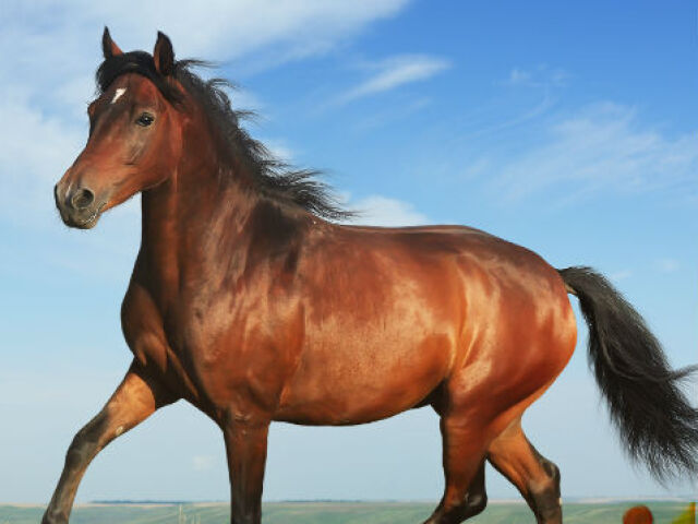Cavalo
