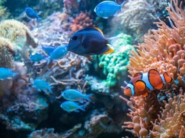 Peixe