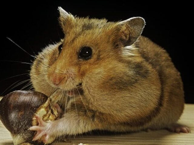 Hamster