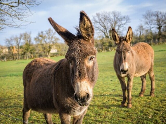 Burro