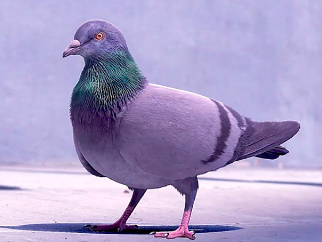 Pombo