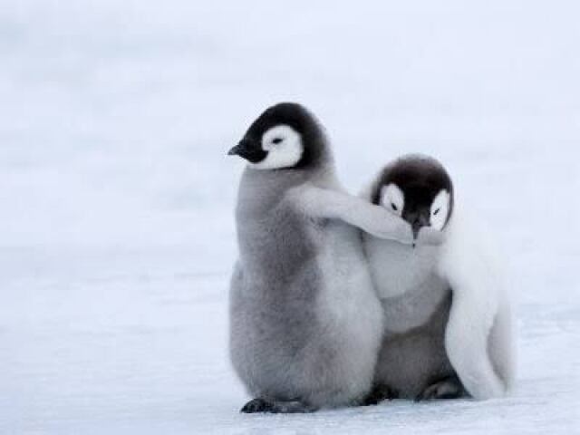 Pinguins