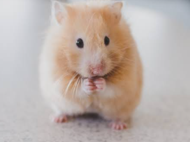 Hamster