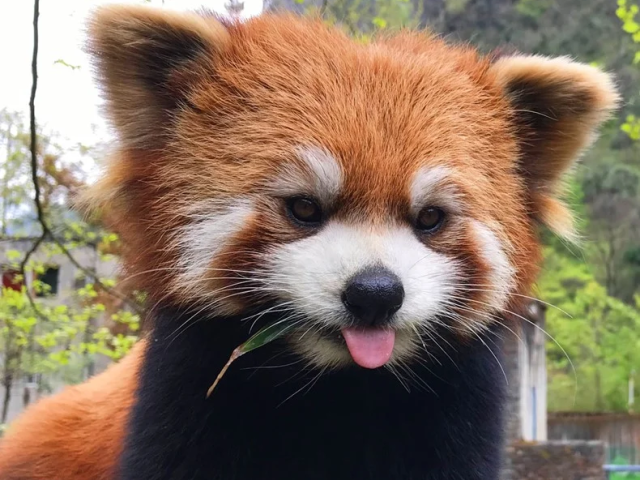 Panda Vermelho