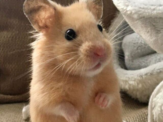 Hamster