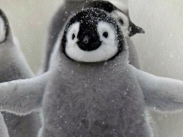 Pinguin